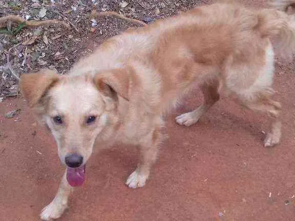Cachorro ra a Srd idade 1 ano nome Nino