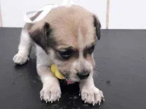 Cachorro raça SRD idade Abaixo de 2 meses nome Babi