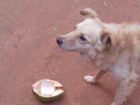 Cachorro ra a Srd idade 1 ano nome Nino