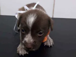 Cachorro raça SRD idade Abaixo de 2 meses nome Mel