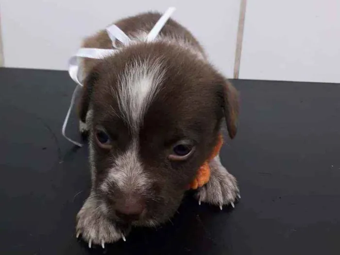 Cachorro ra a SRD idade Abaixo de 2 meses nome Mel
