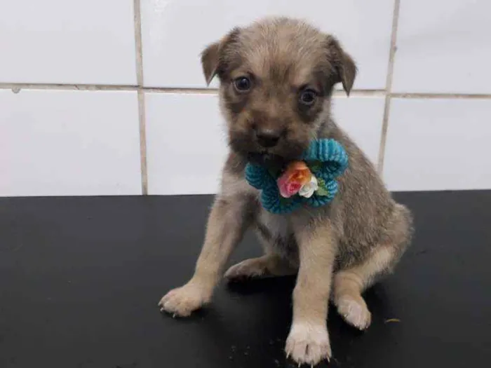 Cachorro ra a SRD idade Abaixo de 2 meses nome Bela