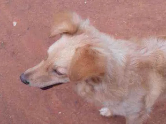 Cachorro ra a Srd idade 1 ano nome Nino