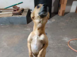 Cachorro raça Vira lata  idade 1 ano nome Scooby
