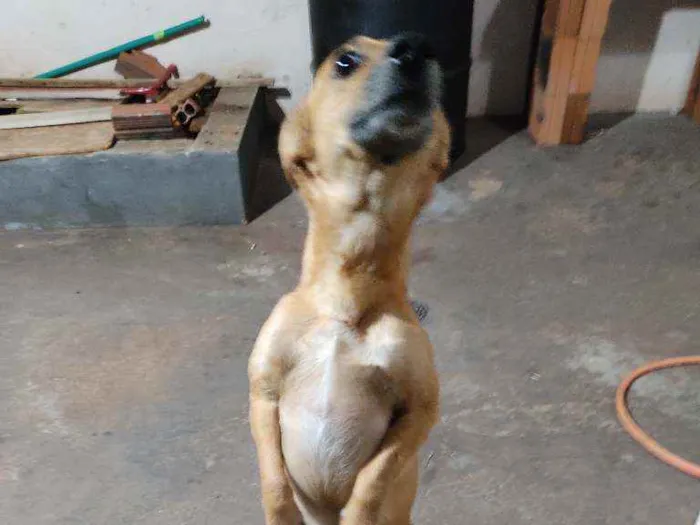 Cachorro ra a Vira lata  idade 1 ano nome Scooby