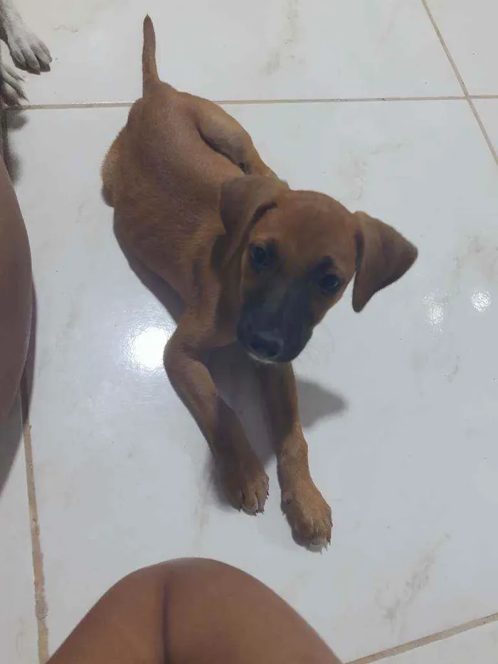 Cachorro ra a Vira lata idade 2 a 6 meses nome Sem nome