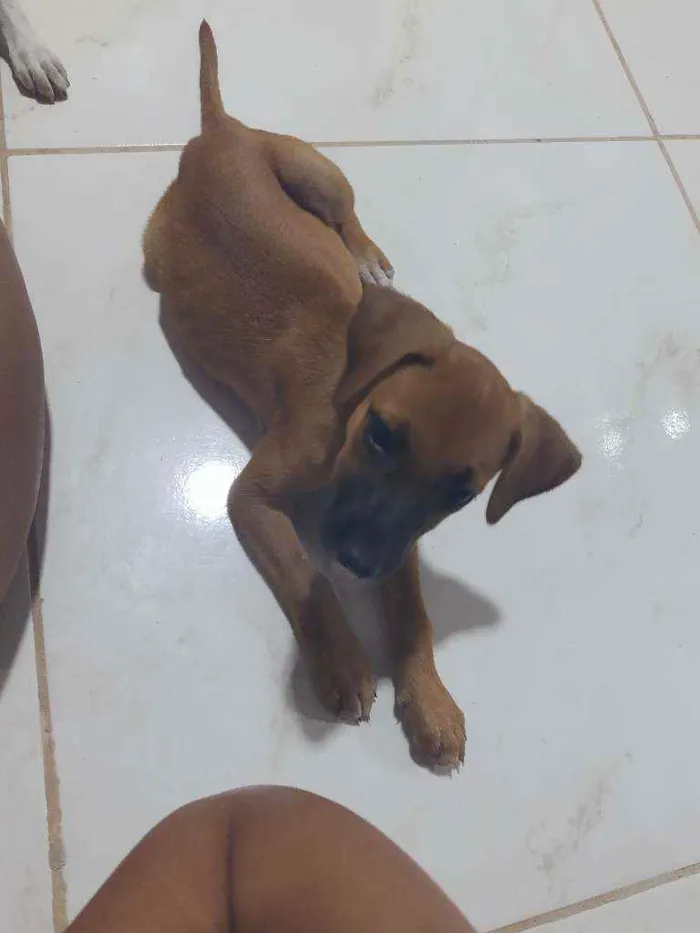 Cachorro ra a Vira lata idade 2 a 6 meses nome Sem nome