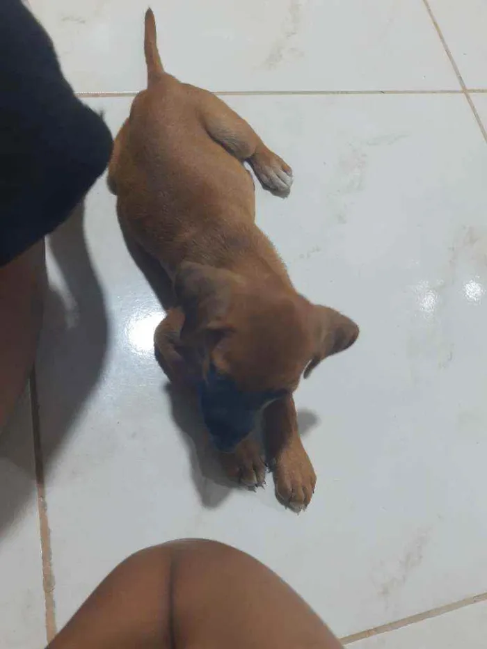 Cachorro ra a Vira lata idade 2 a 6 meses nome Sem nome