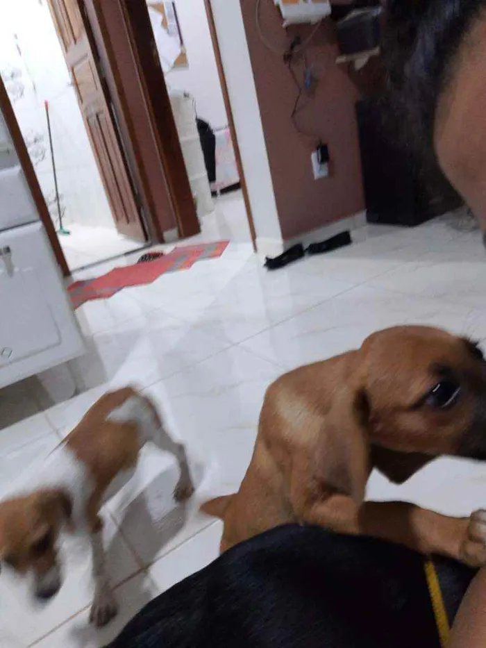 Cachorro ra a Vira lata idade 2 a 6 meses nome Sem nome