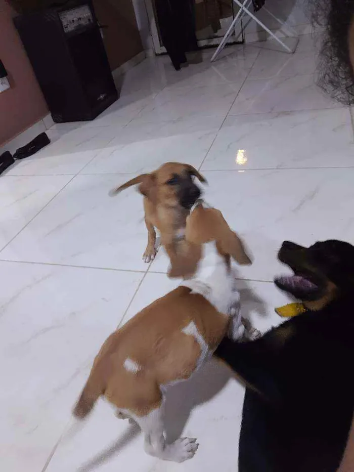 Cachorro ra a Vira lata idade 2 a 6 meses nome Sem nome