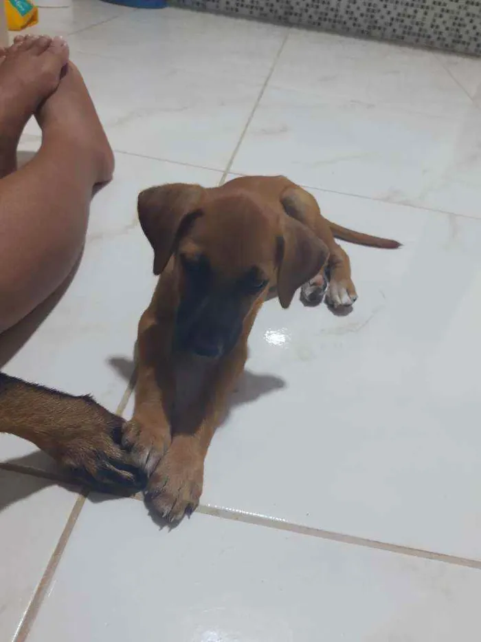 Cachorro ra a Vira lata idade 2 a 6 meses nome Sem nome