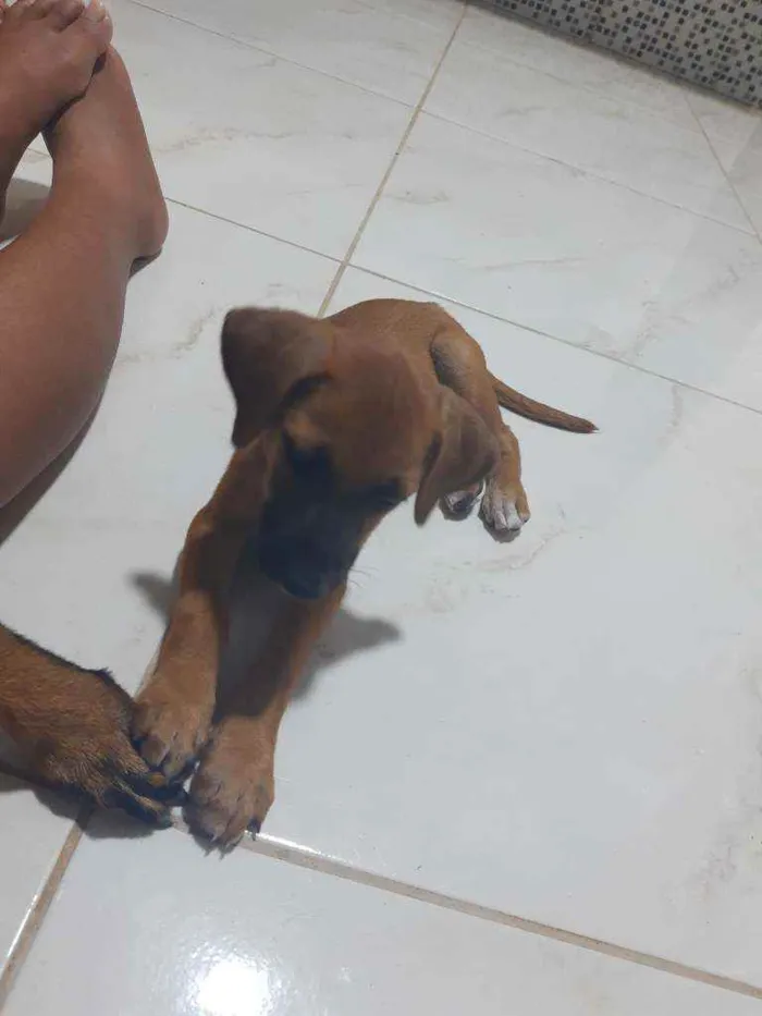 Cachorro ra a Vira lata idade 2 a 6 meses nome Sem nome