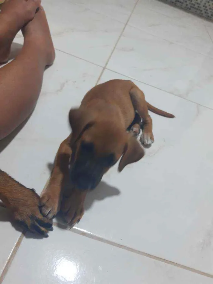 Cachorro ra a Vira lata idade 2 a 6 meses nome Sem nome