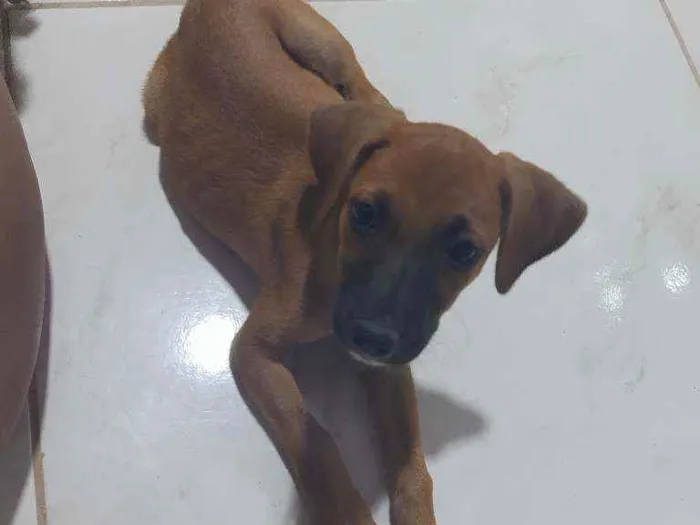 Cachorro ra a Vira lata idade 2 a 6 meses nome Sem nome