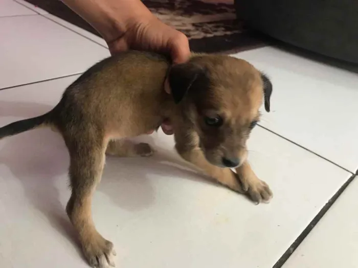 Cachorro raça Srd idade Abaixo de 2 meses nome IRMÃS 