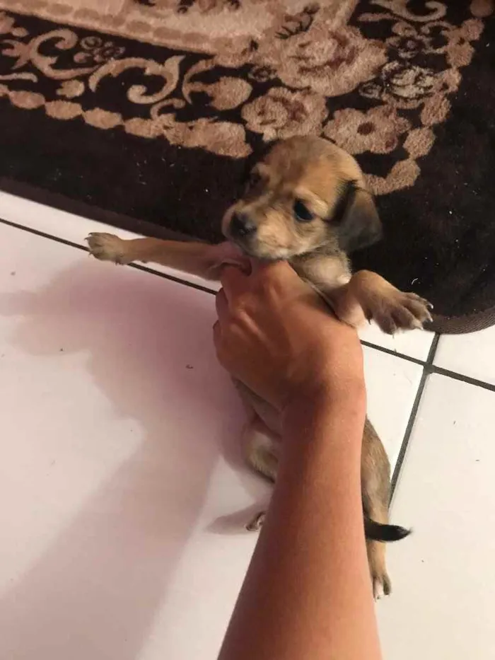 Cachorro raça Srd idade Abaixo de 2 meses nome IRMÃS 