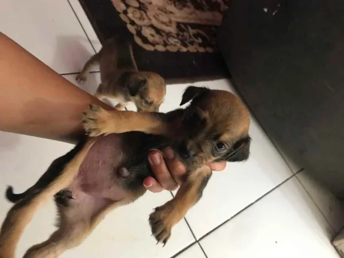 Cachorro raça Srd idade Abaixo de 2 meses nome IRMÃS 