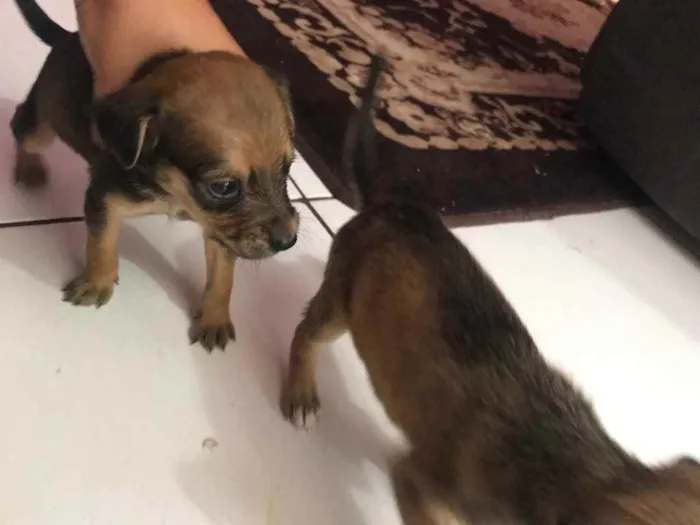 Cachorro raça Srd idade Abaixo de 2 meses nome IRMÃS 