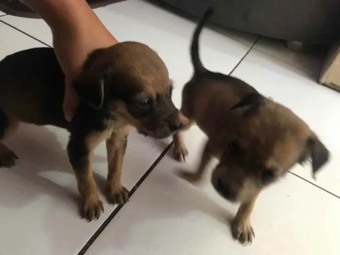 Cachorro raça Srd idade Abaixo de 2 meses nome IRMÃS 