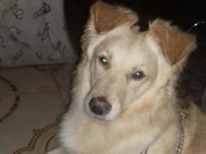 Cachorro raça Srd idade 1 ano nome Nino