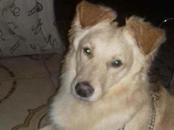 Cachorro ra a Srd idade 1 ano nome Nino