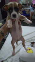 Pitoco