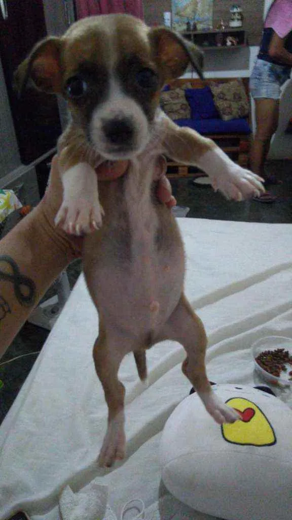 Cachorro ra a Srd idade 2 a 6 meses nome Pitoco