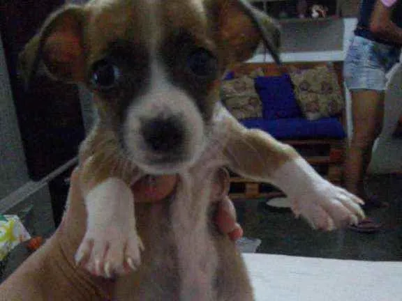 Cachorro ra a Srd idade 2 a 6 meses nome Pitoco