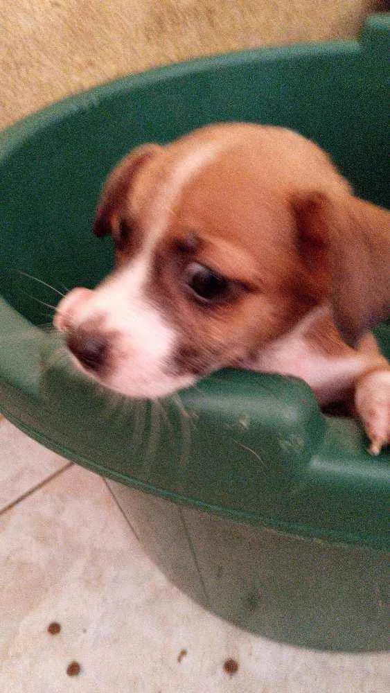 Cachorro ra a Srd idade 2 a 6 meses nome Pitoco