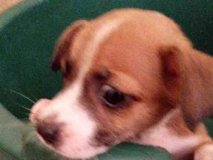 Cachorro raça Srd idade 2 a 6 meses nome Pitoco