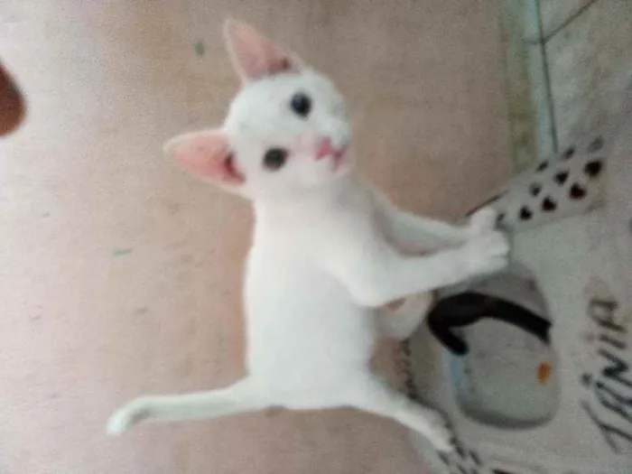 Gato ra a Srd idade 2 a 6 meses nome Pity