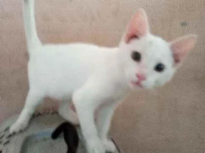 Gato ra a Srd idade 2 a 6 meses nome Pity