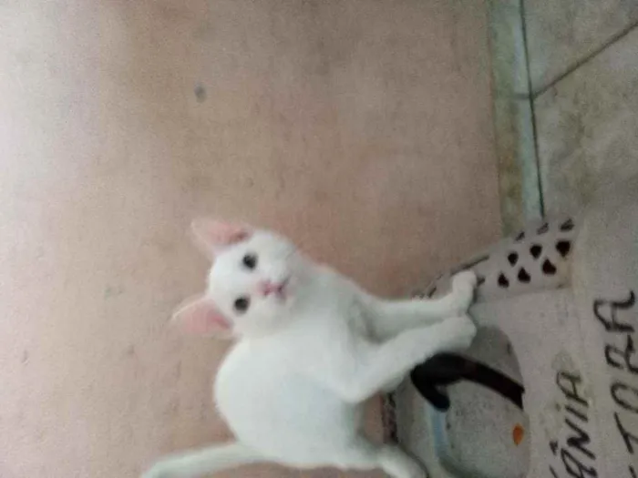Gato ra a Srd idade 2 a 6 meses nome Pity