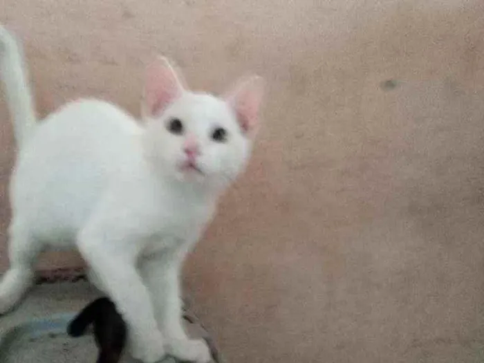 Gato ra a Srd idade 2 a 6 meses nome Pity