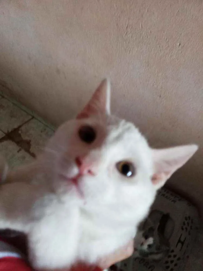 Gato ra a Srd idade 2 a 6 meses nome Pity