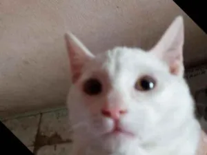 Gato raça Srd idade 2 a 6 meses nome Pity