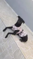 Pantera