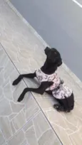 Pantera