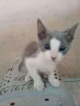Noe