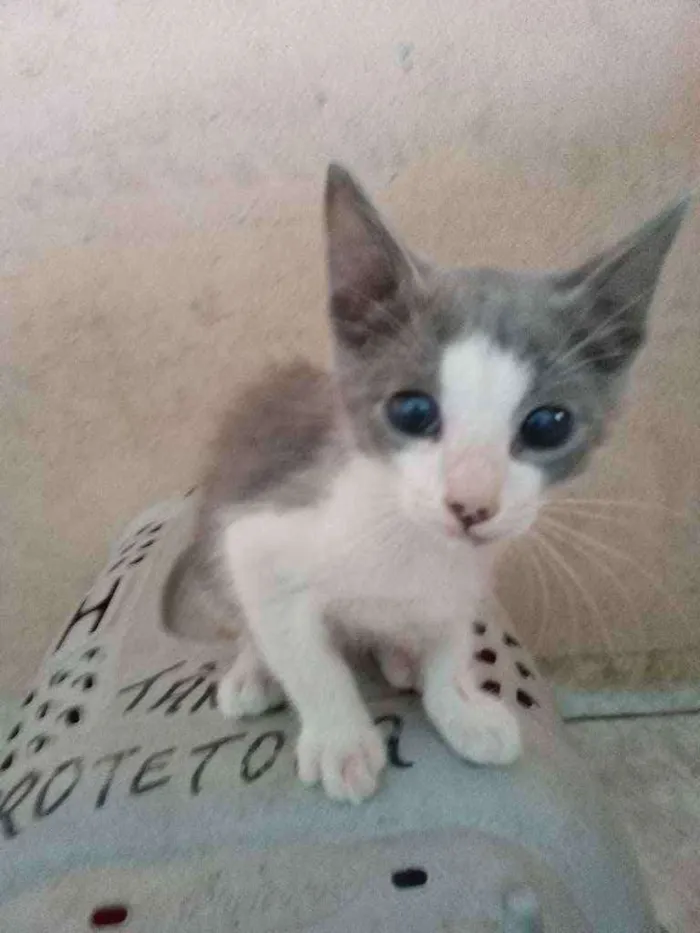 Gato ra a Srd idade 2 a 6 meses nome Noe