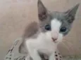 Noe