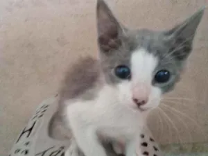 Gato raça Srd idade 2 a 6 meses nome Noe