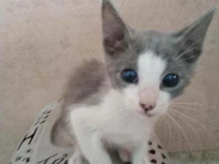 Gato ra a Srd idade 2 a 6 meses nome Noe