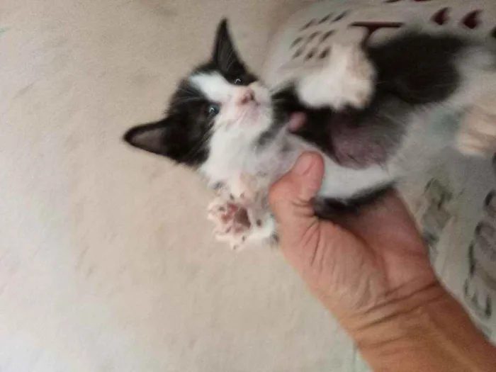 Gato ra a Srd idade Abaixo de 2 meses nome Gargamel