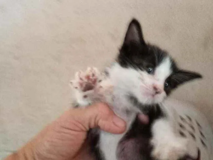 Gato ra a Srd idade Abaixo de 2 meses nome Gargamel