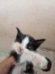 Gargamel