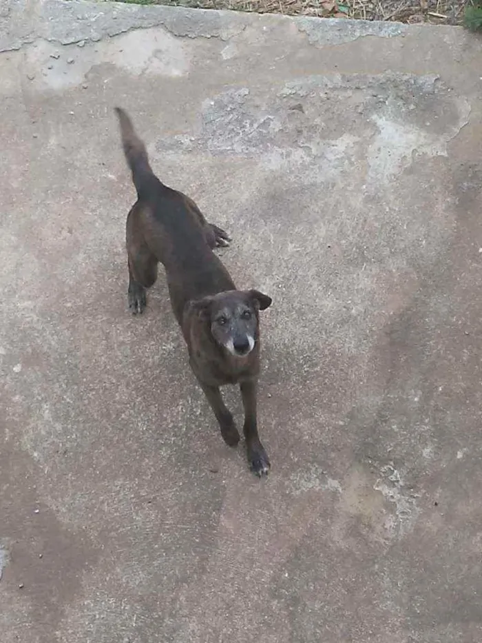 Cachorro ra a Vira lata idade 1 ano nome Renata