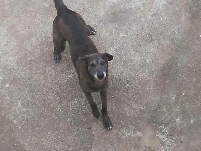 Cachorro ra a Vira lata idade 1 ano nome Renata