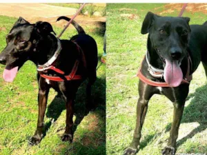Cachorro raça SRD idade 1 ano nome Lola