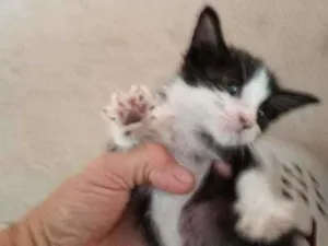Gato raça Srd idade Abaixo de 2 meses nome Gargamel